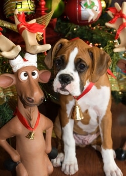A boxer puppy insured with Pets Best ate a glass ornament.